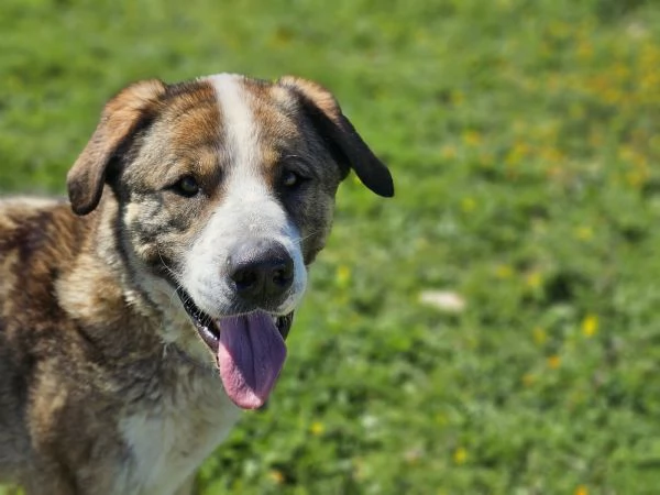 Big Golia cerca casa, taglia grande bellissimo  | Foto 3