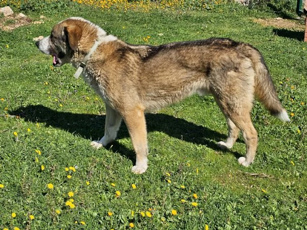 Big Golia cerca casa, taglia grande bellissimo  | Foto 1