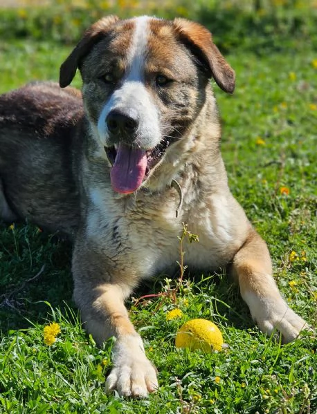 Big Golia cerca casa, taglia grande bellissimo  | Foto 0