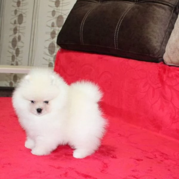 Bellissimo cucciolo di Pomerania Volpino