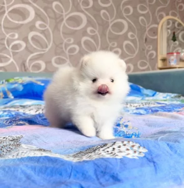 Bellissimo cucciolo di Pomerania Volpino | Foto 0