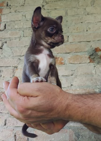 Chihuahua cuccioli con pedigree 