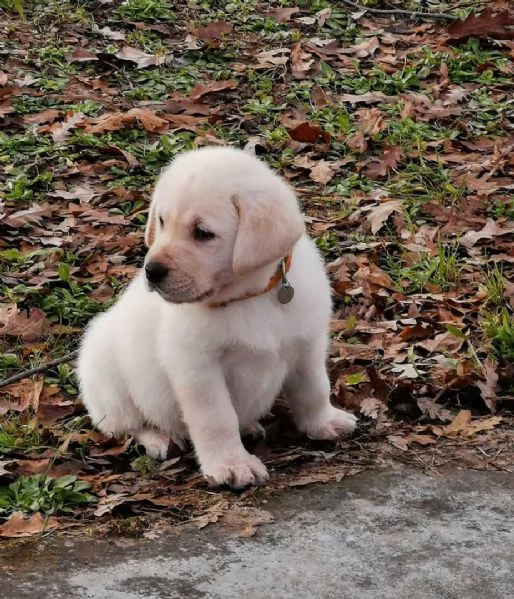 Regalo CUCCIOLI LABRADOR BELLISSIMI CUCCIOLI DI LABRADOR DI PRIMA SCELTA IN PRONTA CONSEGNA MICROCIP