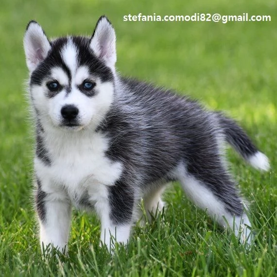 Husky cuccioli Adorabili cuccioli di Husky di tre mesi e mezzo Colore  albicocca, neri e cioccolat 