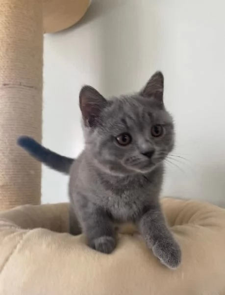 British Shorthair maschio e femmina