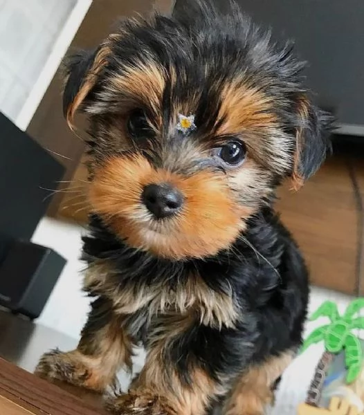 Regalo Abbiamo avere amorevole Yorkie cuccioli per l'Adozione Abbiamo avere Yorkie amorevole per l'A