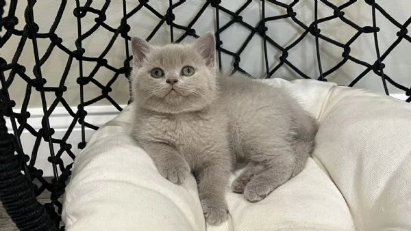 Due cucciole british shorthair