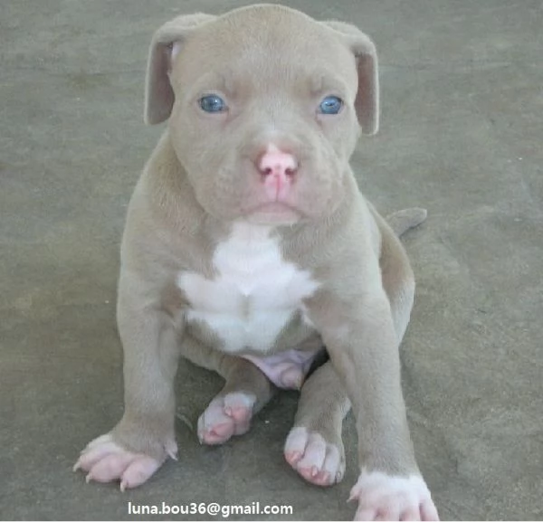 Chocolate Pitbull