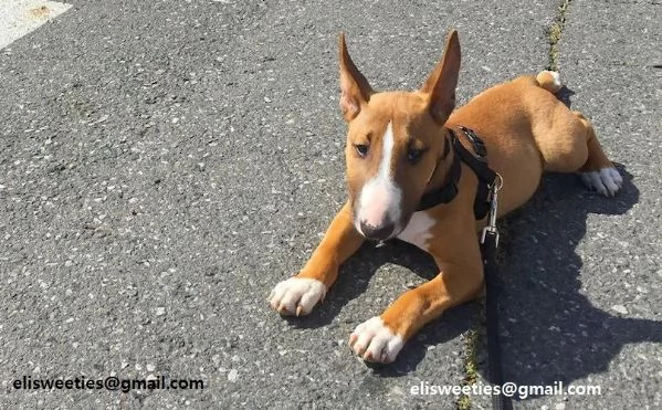  Cuccioli Bull Terrier Disponibili maschietto e femminuccia di Bull Terrier. disponibili per la cons