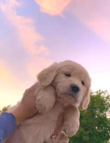  Regalo Cuccioli di Golden retriver Disponibili bellissimi cuccioli di Golden taglia standard mantel