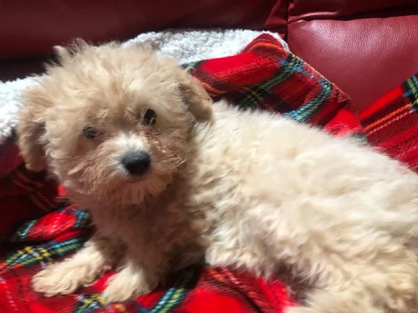 Maltipoo femmina di 75 giorni  | Foto 1