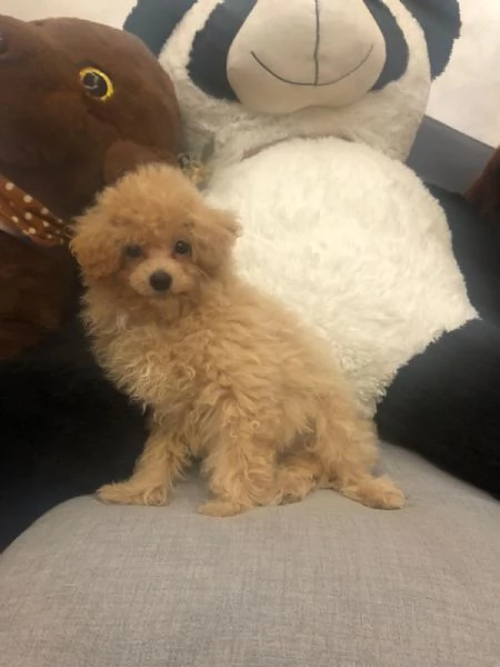 Maltipoo femmina di 75 giorni 