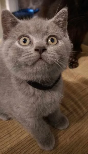 Cuccioli British shorthair!!