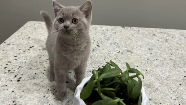 Cuccioli di british shorthair!! 