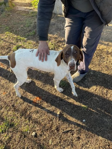 Oscar bracco tedesco di 5 anni