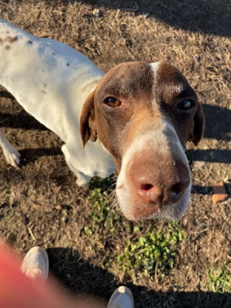 Oscar bracco di 5 anni | Foto 5