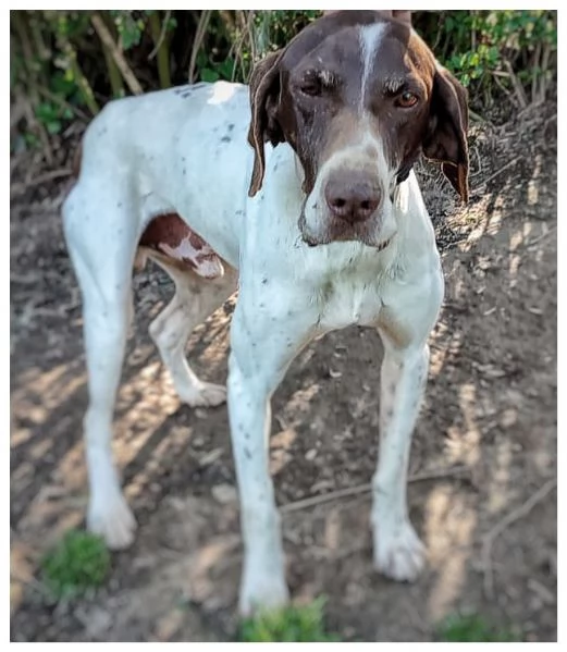 Oscar bracco di 5 anni | Foto 3