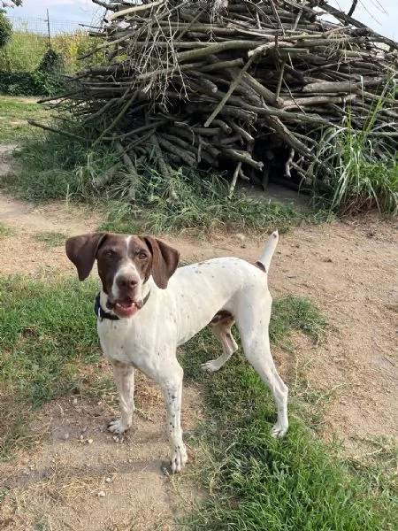 Oscar kurzhaar di 5 anni | Foto 2