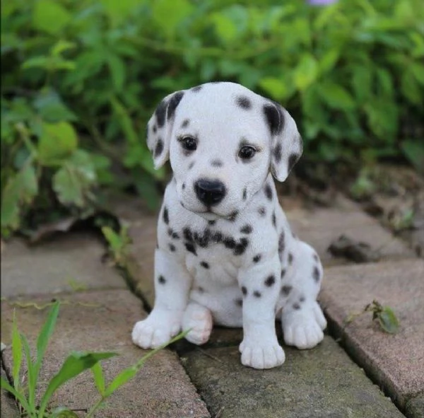 Regalo adorabili cuccioli bassotto femminucce e maschietti gratuita i cuccioli sono vaccinati svermi