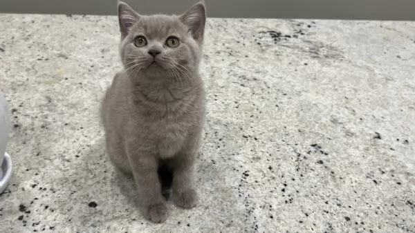 Cuccioli British shorthair!!