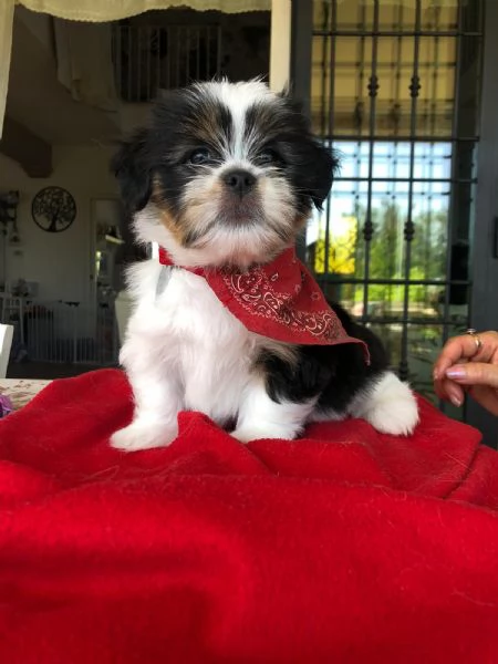 MERAVIGLIOSI CUCCIOLI DI PICCOLA TAGLIA LHASA APSO - IL PICCOLO LEONE TIBETANO | Foto 6