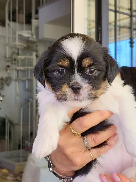 MERAVIGLIOSI CUCCIOLI DI PICCOLA TAGLIA LHASA APSO - IL PICCOLO LEONE TIBETANO | Foto 4