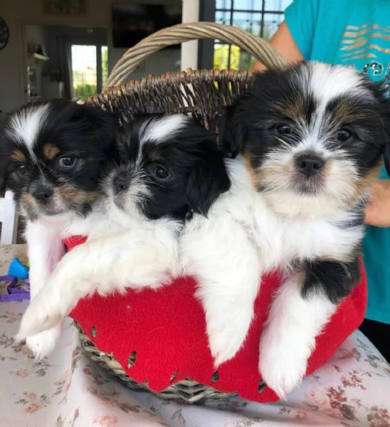 MERAVIGLIOSI CUCCIOLI DI PICCOLA TAGLIA LHASA APSO - IL PICCOLO LEONE TIBETANO | Foto 3