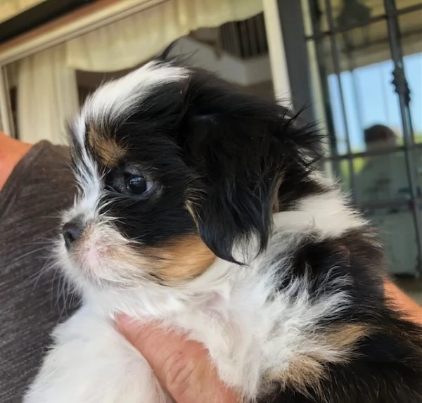 MERAVIGLIOSI CUCCIOLI DI PICCOLA TAGLIA LHASA APSO - IL PICCOLO LEONE TIBETANO | Foto 0