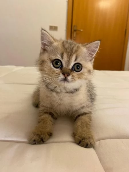 Cedesi gattini di scottish fold e straight  | Foto 5