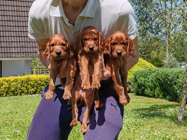 Setter Irlandese Cuccioli (vaccinati, sverminati, con microchip e pedigree) da Maggio 2024. 