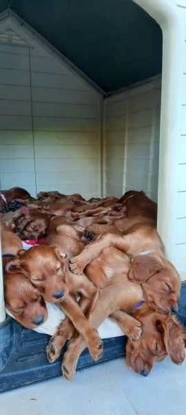 Setter Irlandese Cuccioli (vaccinati, sverminati, con microchip e pedigree) da Maggio 2024.  | Foto 8