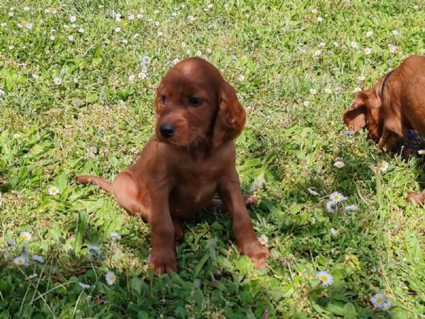 Setter Irlandese Cuccioli (vaccinati, sverminati, con microchip e pedigree) da Maggio 2024.  | Foto 6