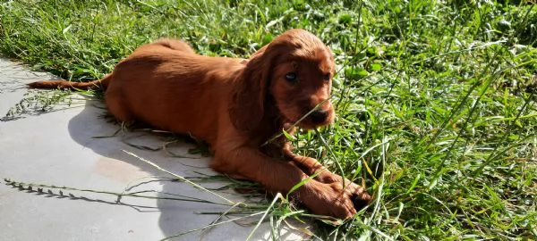 Setter Irlandese Cuccioli (vaccinati, sverminati, con microchip e pedigree) da Maggio 2024.  | Foto 3