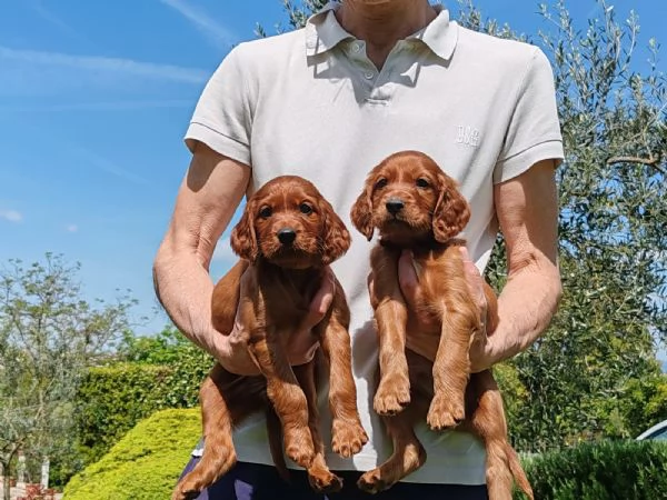 Setter Irlandese Cuccioli (vaccinati, sverminati, con microchip e pedigree) da Maggio 2024.  | Foto 2