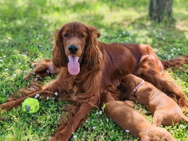 Setter Irlandese Cuccioli (vaccinati, sverminati, con microchip e pedigree) da Maggio 2024.  | Foto 0