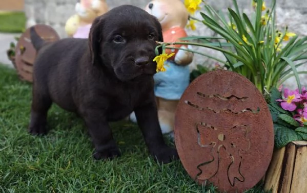 Cuccioli di Labrador disponibili in diversi colori | Foto 4