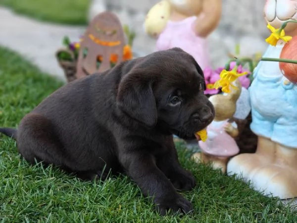 Cuccioli di Labrador disponibili in diversi colori | Foto 1