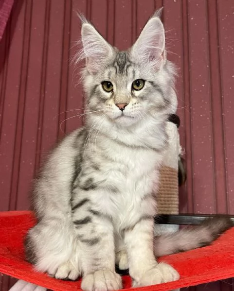 Maine Coon in adozione | Foto 1