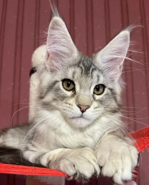 Maine Coon in adozione | Foto 0