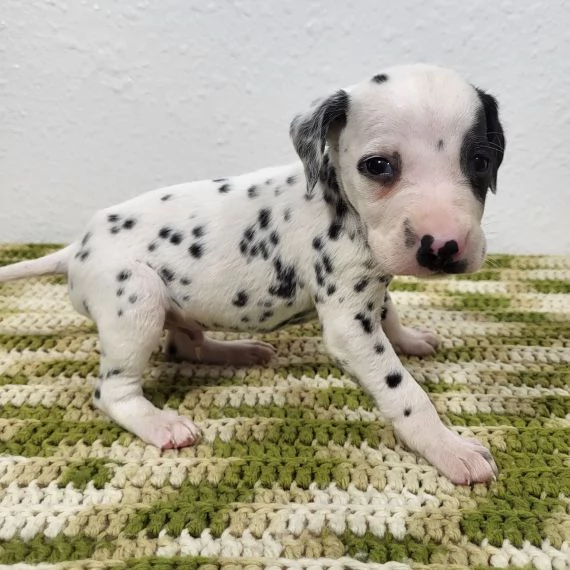 cuccioli di dalmata femminucce e maschietti disponibili . i cuccioli sono vaccinati sverminati cippa