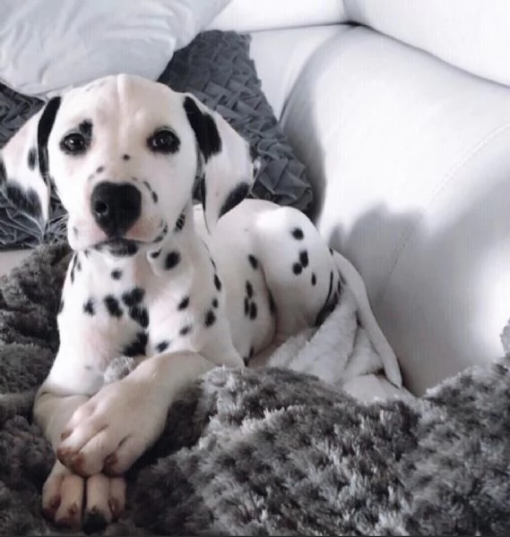 Regalo abbiamo cuccioli di dalmata  sono dalmata di dimensioni . sono registrati AKC. sono molto  af