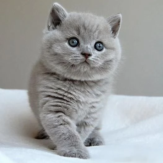 Cuccioli British Shorthair