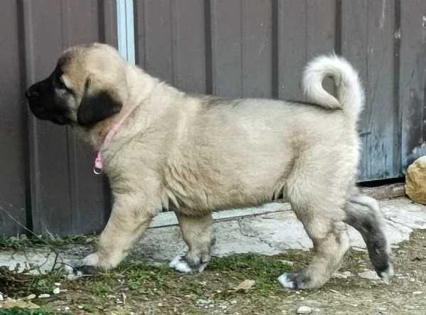 Cuccioli KANGAL con PEDIGREE  | Foto 2