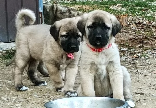 Cuccioli KANGAL con PEDIGREE  | Foto 1