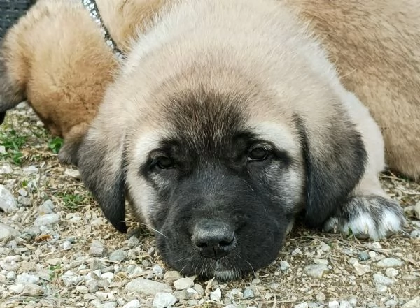 Cuccioli KANGAL con PEDIGREE  | Foto 0