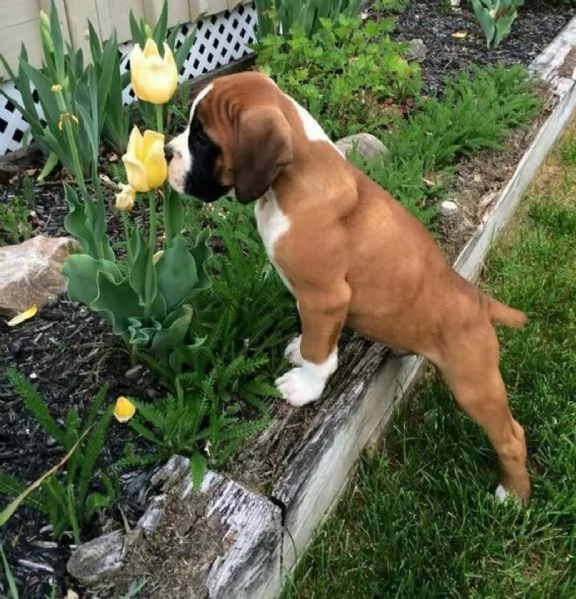 Regalo Cuccioli di Boxer  Cuccioli di Boxer rossi Maschietti e Femminucce . I cuccioli vengono  cedu