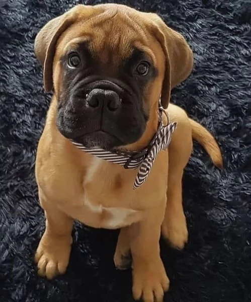 Regalo abbiamo cuccioli di BullMastiff sono BullMastiff di dimensioni . sono registrati AKC. sono mo