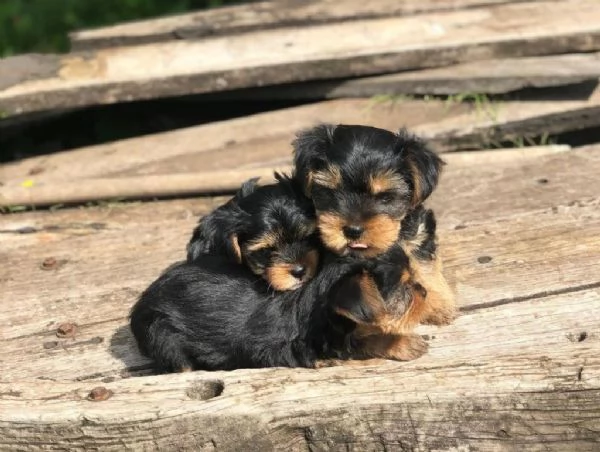 Regalo cuccioli di yorkie whAtsapp ([hidden]55) | Foto 1