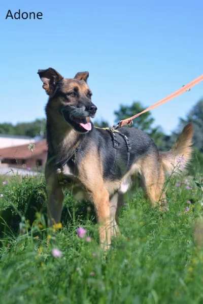 Cani giovani e adulti in adozione 