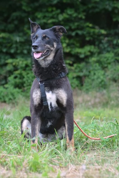 Cani giovani e adulti in adozione  | Foto 6